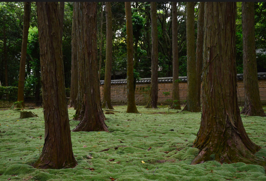 A forest at a Japanese temple.